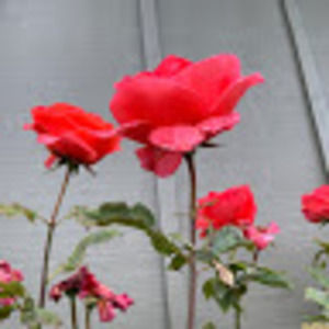 Meet your Posher, Alexa